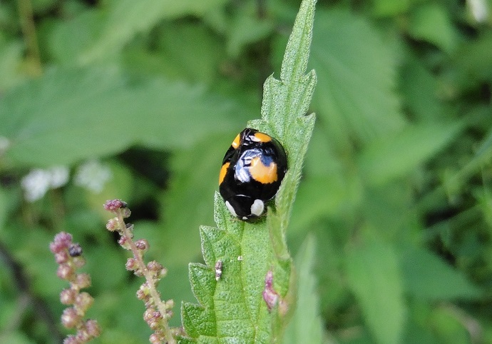 Quale coccinella?   Harmonia axyridis